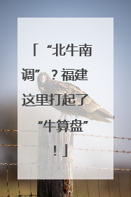 “北牛南调”?福建这里打起了“牛算盘”!