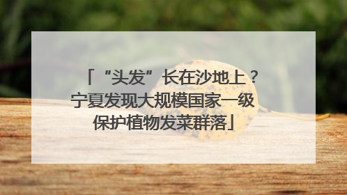 “头发”长在沙地上？宁夏发现大规模国家一级保护植物发菜群落