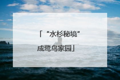 “水杉秘境”成鹭鸟家园