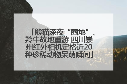 熊猫深夜“圈地”、羚牛故地重游 四川崇州红外相机定格近20种珍稀动物呆萌瞬间