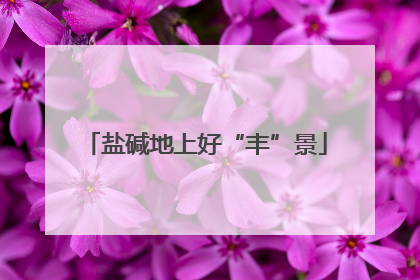 盐碱地上好“丰”景