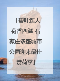 碧叶连天 荷香四溢 石家庄多座城市公园迎来最佳赏荷季