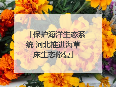 保护海洋生态系统 河北推进海草床生态修复
