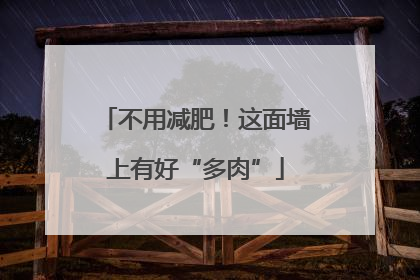 不用减肥！这面墙上有好“多肉”