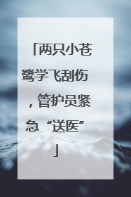 两只小苍鹭学飞刮伤，管护员紧急“送医”