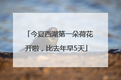 今夏西湖第一朵荷花开啦，比去年早5天