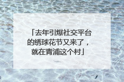 去年引爆社交平台的绣球花节又来了，就在青浦这个村