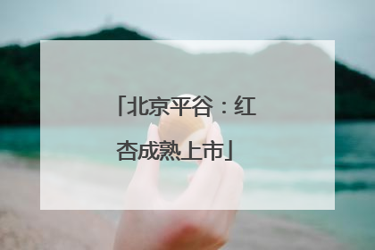 北京平谷：红杏成熟上市