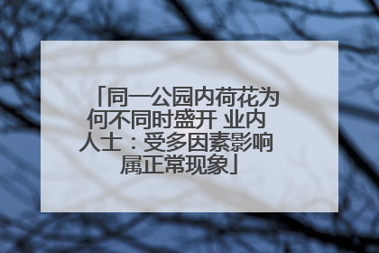 同一公园内荷花为何不同时盛开 业内人士：受多因素影响 属正常现象