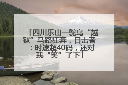 四川乐山一鸵鸟“越狱”马路狂奔，目击者：时速超40码，还对我“笑”了下