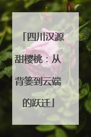 四川汉源甜樱桃：从背篓到云端的跃迁