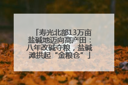 寿光北部13万亩盐碱地迈向高产田：八年改碱夺粮，盐碱滩拱起“金粮仓”