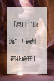 夏日“顶流”！福州荷花盛开