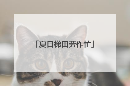 夏日梯田劳作忙