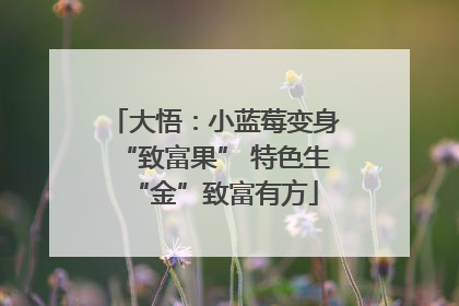 大悟：小蓝莓变身“致富果” 特色生“金”致富有方