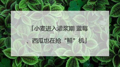 小麦进入灌浆期 蓝莓、西瓜也在抢“鲜”机