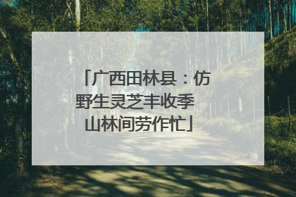 广西田林县：仿野生灵芝丰收季 山林间劳作忙
