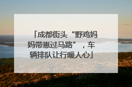 成都街头“野鸡妈妈带崽过马路”，车辆排队让行暖人心