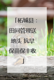 柘城县：田间管理送地头 抗旱保苗保丰收