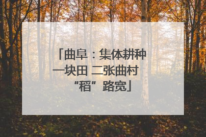 曲阜：集体耕种一块田 二张曲村“稻”路宽