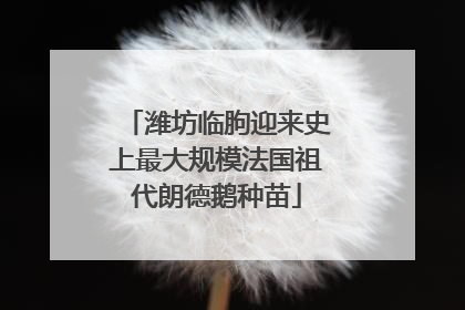 潍坊临朐迎来史上最大规模法国祖代朗德鹅种苗