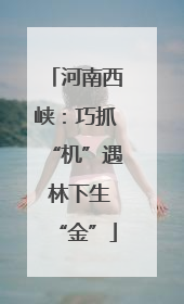 河南西峡：巧抓“机”遇 林下生“金”