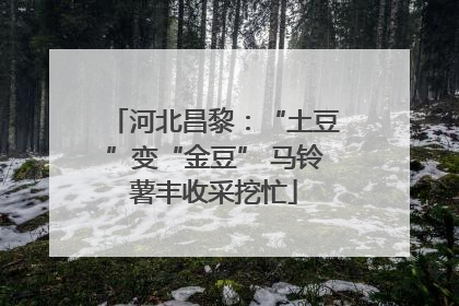 河北昌黎：“土豆”变“金豆” 马铃薯丰收采挖忙