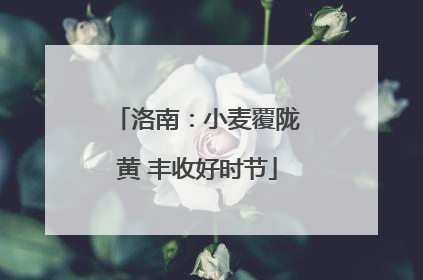 洛南：小麦覆陇黄 丰收好时节