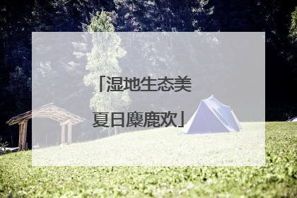 湿地生态美 夏日麋鹿欢