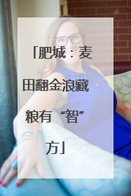 肥城：麦田翻金浪藏粮有“智”方