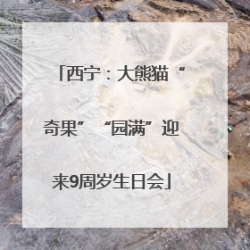 西宁：大熊猫“奇果”“园满”迎来9周岁生日会