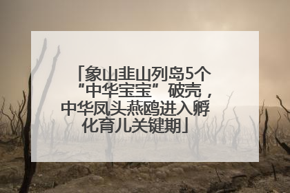 象山韭山列岛5个“中华宝宝”破壳，中华凤头燕鸥进入孵化育儿关键期