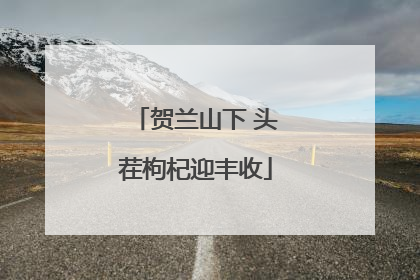 贺兰山下 头茬枸杞迎丰收