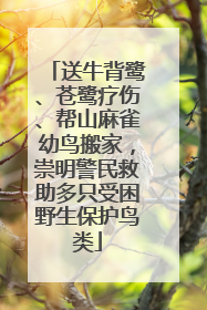 送牛背鹭、苍鹭疗伤、帮山麻雀幼鸟搬家，崇明警民救助多只受困野生保护鸟类