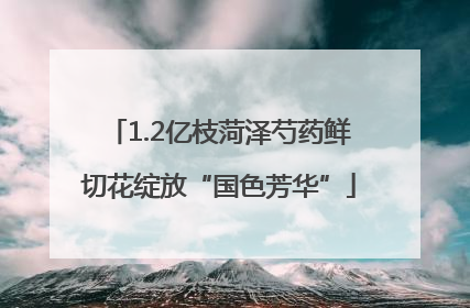 1.2亿枝菏泽芍药鲜切花绽放“国色芳华”